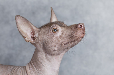 肖像xoloitzcuintle狗，特写，灰色背景