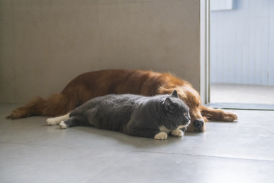 金毛猎犬和英国短毛犬躺在地上