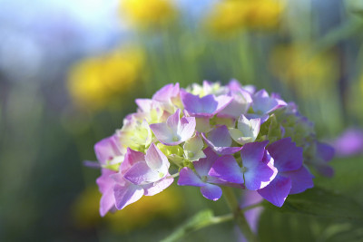 绣球花