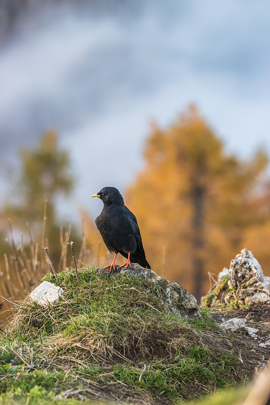 阿尔卑斯chough, Alpendohle (pyrrhoax graculus)