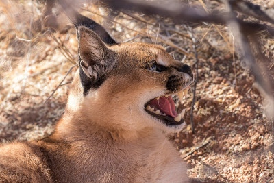 野猫或沙漠猞猁