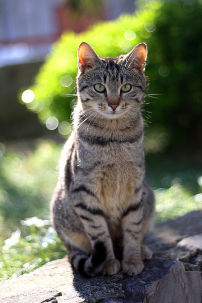 花园里的猫