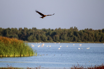 黑鸢(milvus migrans)在国家公园Doñana。
