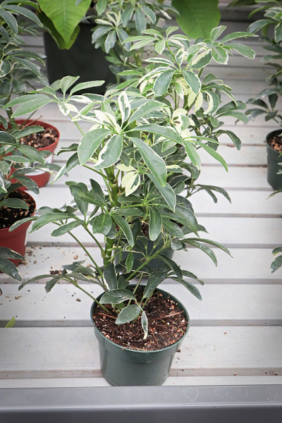 花盆里的谢弗莱拉伞树