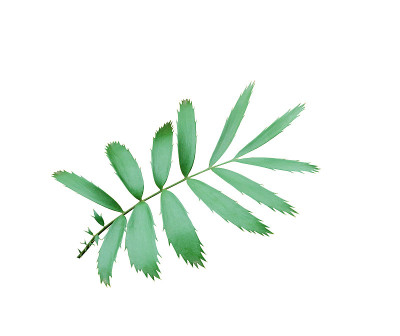 绿色棕榈叶孤立在白色背景与修剪路径