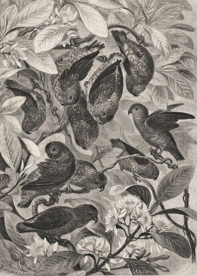Bat-parrots。