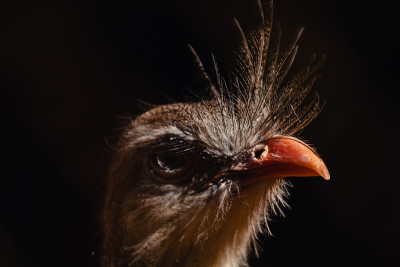表情丰富的红腿系列(Cariama cristata)肖像。也被称为冠毛cariama。