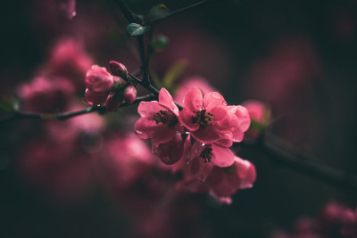 春花木瓜