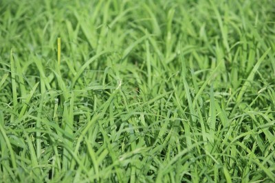 小米种植园