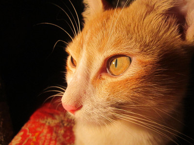 棕色的猫的姿势
