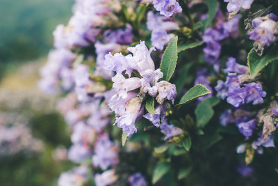 印度的Neelakurinji花