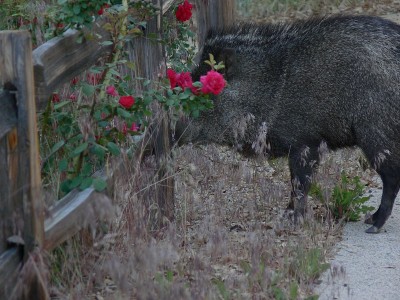 Javelina 玫瑰
