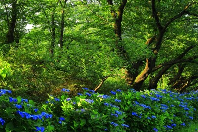 岩手县蓝天和绣球花