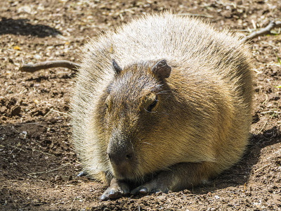 Capibara