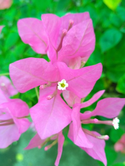 布干维尔岛花