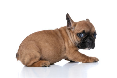 可爱的法国斗牛犬回头看东西