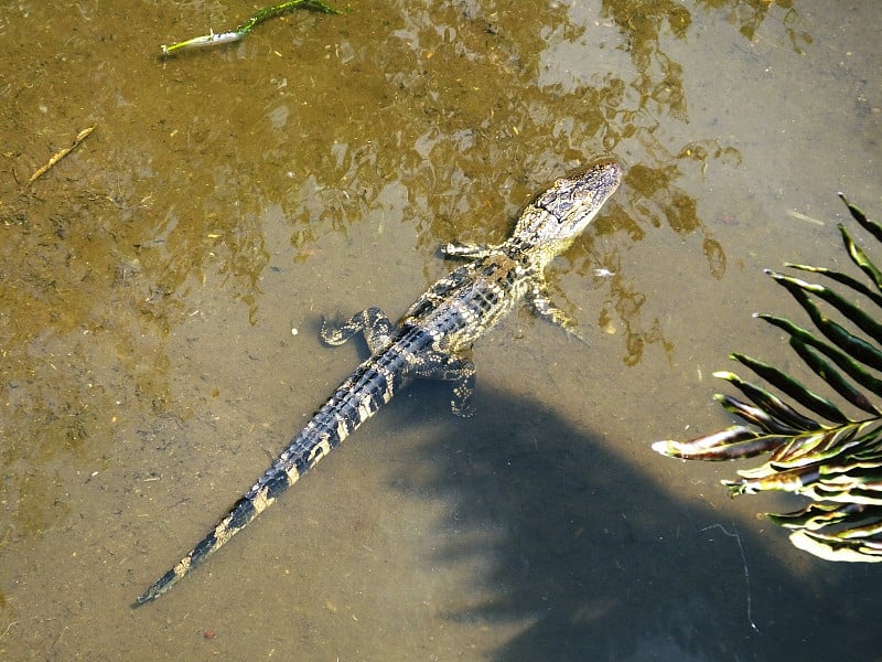 美洲鳄(密西西比短吻鳄)