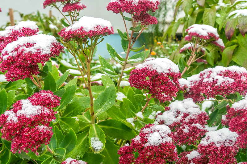 父亲，景天在花园里覆盖了秋天的第一场雪。紫色园林观赏植物，景天虎耳草。