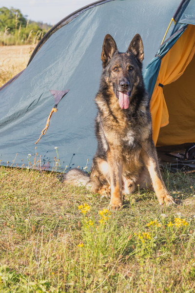 一只德国牧羊犬正坐在帐篷前。垂直。