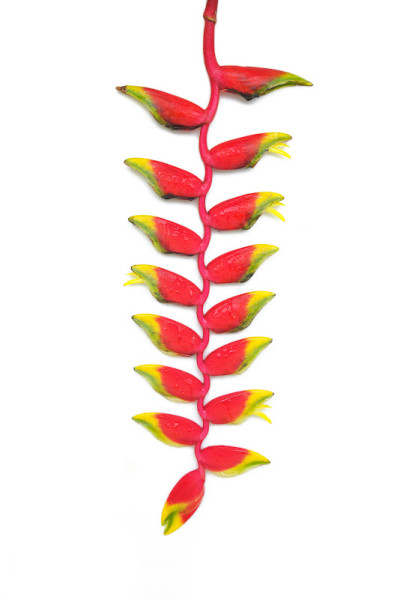 热带海里康属植物花