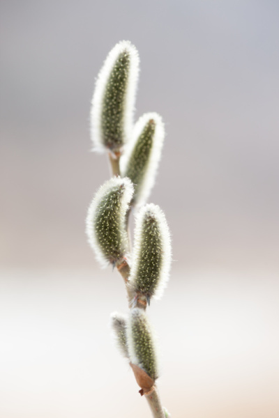 蒲