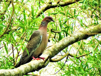 Picazuro pigeon。