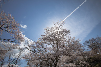 吉野山的樱花