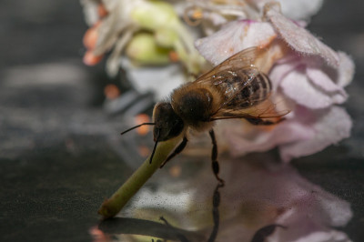 蜜蜂从花中吸取汁液