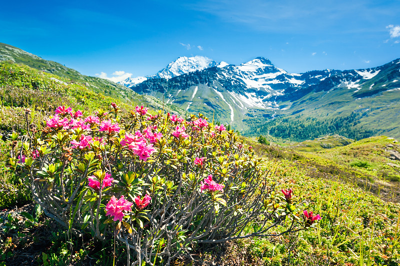 全景阿尔卑斯山，鲜花和高山