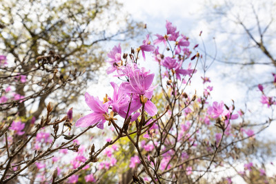 花选择
