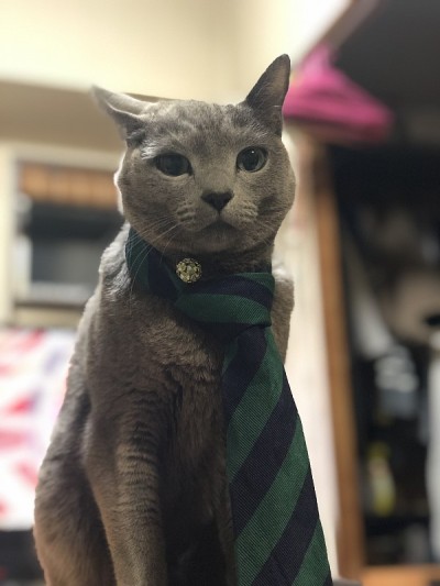 猫