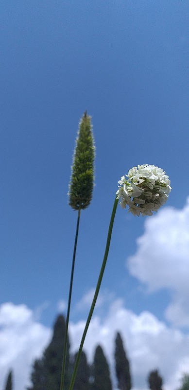 有白色三叶草和天空的金丝雀草或金丝雀草