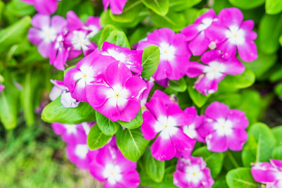 西洋菜、长春花灌木粉白色开花