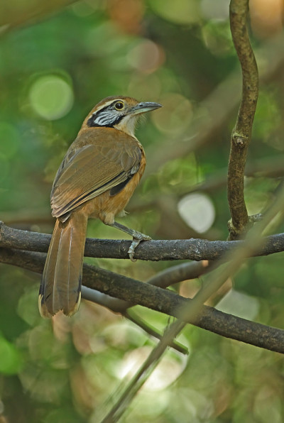 更大的民族Laughingthrush