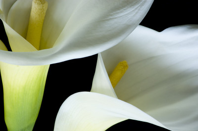 马蹄莲和百合花