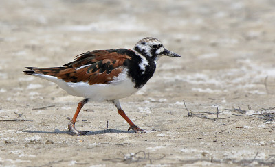 沙滩上的红润turnstone