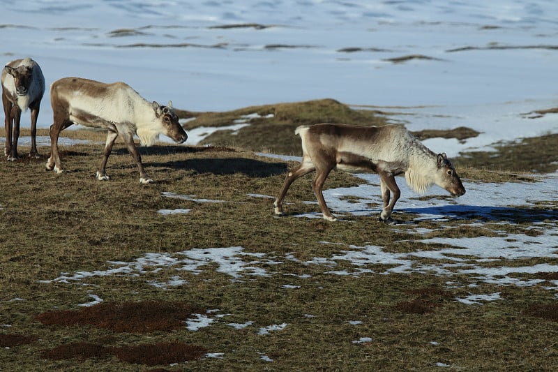 驯鹿Caribou,冰岛