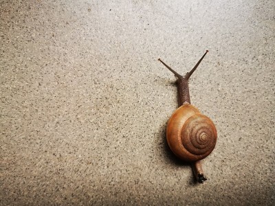 棕色的蜗牛