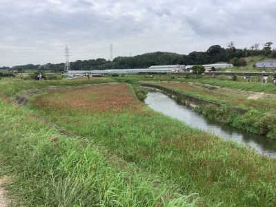 在赤塔半岛的Yakachi河上，一簇孤挺花