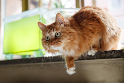 猫准备跳跃