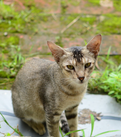 猫