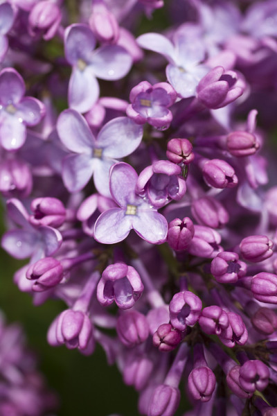 美丽的丁香花布什