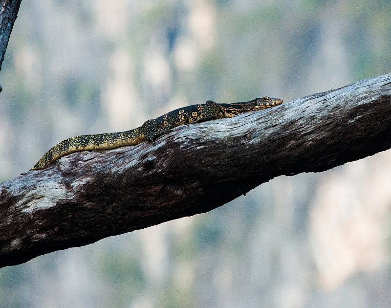 蓝斑树监测仪(Varanus macraei)的分支，泰国