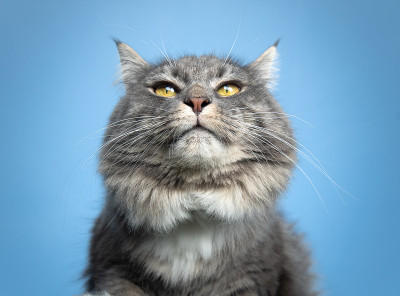 猫的肖像