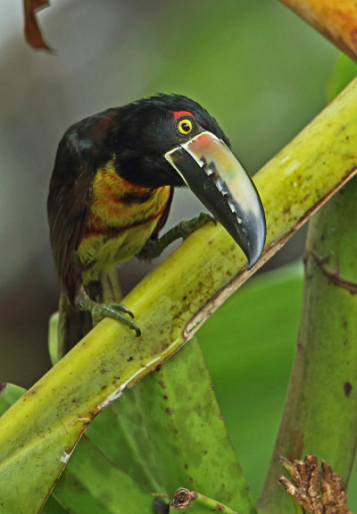 成卷的Aracari