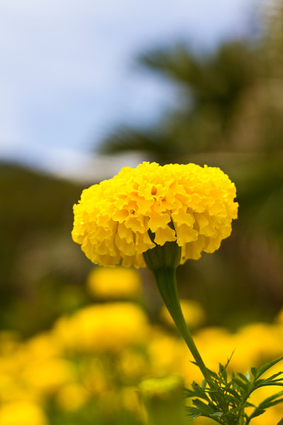 黄色的花