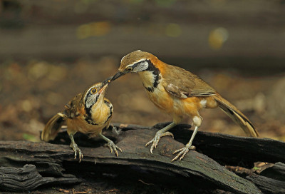 更大的民族Laughingthrush