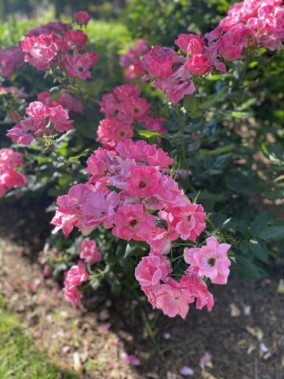前花园里的红玫瑰。