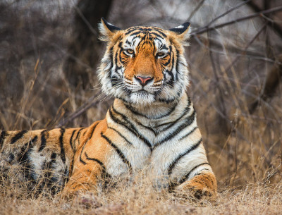 孟加拉虎躺在路上。Ranthambore国家公园。印度。