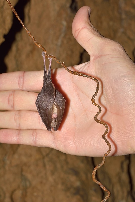 小马蹄蝠(Rhinolophus hipposideros)冬眠